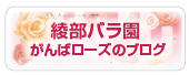 綾部バラ園がんばローズのブログ