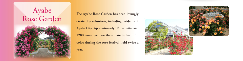 ayabe rose garden